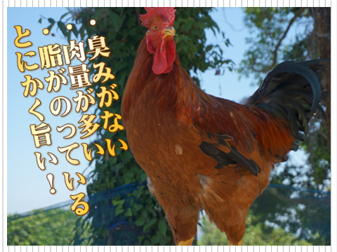 天草大王